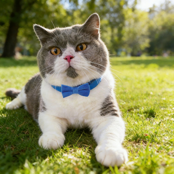 THAIN Personalized Cat Collar with Bell and Bowtie Breakaway QR Code Name Smart ID tag Quick Release Soft Comfortable Collar for Cats and Kittens