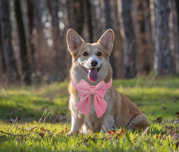 THAIN Velvet Dog Collar with Style Bow Tie, Quick Release Plastic Buckle Adjustable Dog Collars for Small Medium Large Dogs Pets