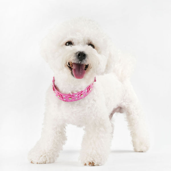 THAIN Rhinestones PU Leather Dog Collar Diamond Sparkling Flower Decoration for Small Medium Dogs, Golded Metal Buckle, 5-Holes Adjustable